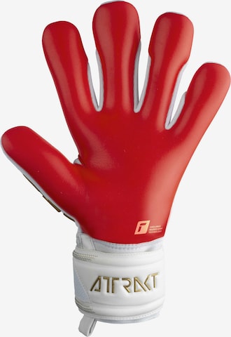 REUSCH Sporthandschoenen 'Attrakt Freegel Silver' in Wit