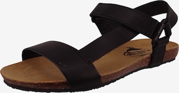 Sandales Plakton en noir : devant