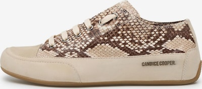 Candice Cooper Schnürschuh 'ROCK S' in 38 in dunkelbeige, Produktansicht