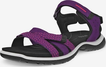 Sandales de randonnée 'Offroad Roam' ECCO en violet : devant