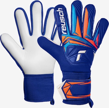 REUSCH Torwarthandschuhe 'Attrakt Starter Solid' in Blau: Vorderseite