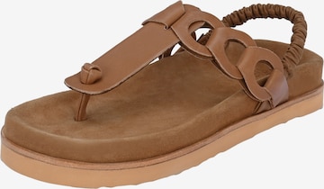 Crickit T-Bar Sandals in Brown: front