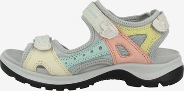 ECCO Wandelsandalen 'Offroad' in Grijs