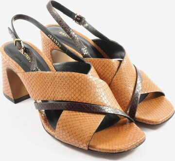 Bruno Premi Sandals & High-Heeled Sandals in 39 in Brown: front