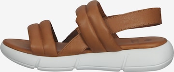 ILC Sandals in Brown