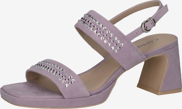 CAPRICE Sandals in Purple: front