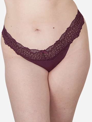 SugarShape Thong ' Pure Lace ' in Brown