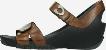Wolky Sandals in Brown