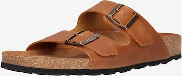 SALAMANDER Mules in Brown: front