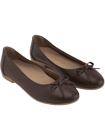 Limoya Ballerina 'Stechpalme'‌ in Braun