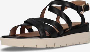 SALAMANDER Strap sandal in Black: front