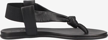 ILC T-Bar Sandals in Black