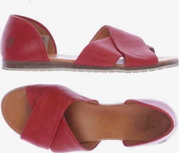 Apple of Eden Sandals & High-Heeled Sandals in 39 in Red: front