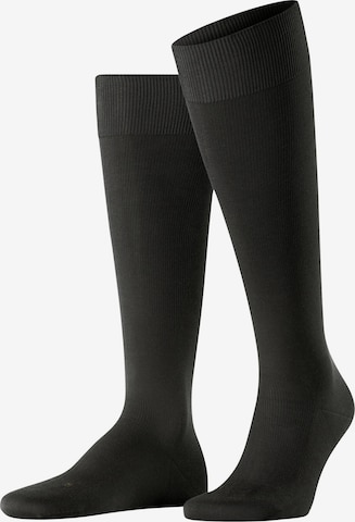 FALKE Knee High Socks 'Energizing Cotton' in Brown: front