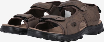 Whistler Sandals 'Hornsin' in Brown