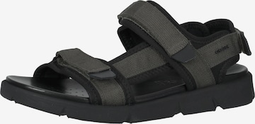 GEOX Sandals in Grey: front