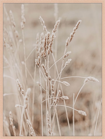 Liv Corday Image 'Dry Field' in Brown: front