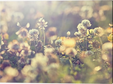 Liv Corday Image 'Retro Flowers' in Green: front