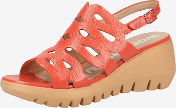 Wonders Strap Sandals in Orange: front