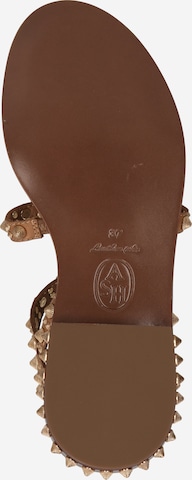 ASH Sandały z rzemykami 'PEPSY02' w kolorze brązowy