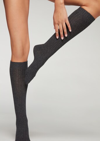 CALZEDONIA Knee High Socks in Grey: front