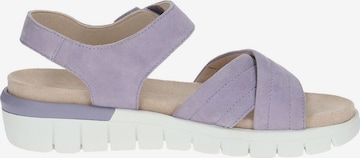 Sandales CAPRICE en violet