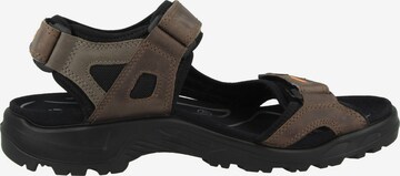 ECCO Sandale 'Offroad Yucatan' in Braun