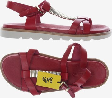 SALAMANDER Sandals & High-Heeled Sandals in 39 in Red: front