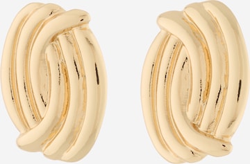 STEVE MADDEN Korvakoru värissä kulta: etupuoli