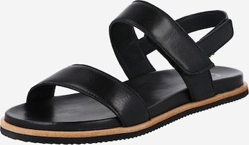 Ca'Shott Sandals in Black: front