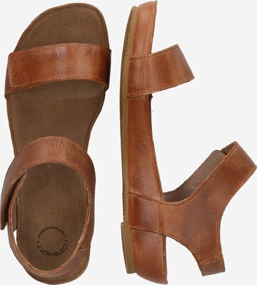 Ca'Shott Sandals in Brown