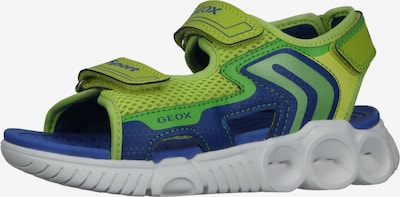 GEOX Open schoenen in de kleur Blauw / Limoen, Productweergave
