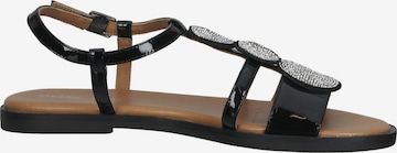 GEOX Sandalen met riem in Zwart