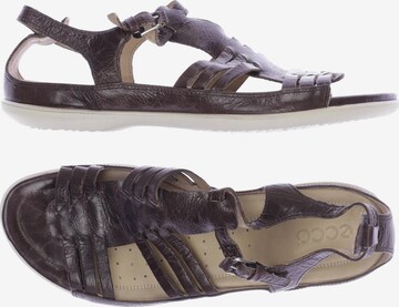 ECCO Sandals & High-Heeled Sandals in 42 in Brown: front