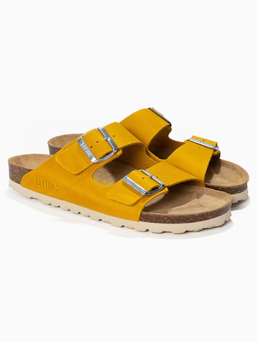 Bayton Μιούλ 'Atlas' σε κίτρινο