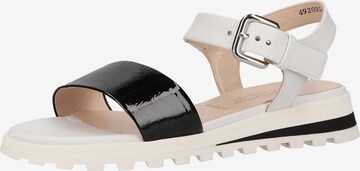 PETER KAISER Strap Sandals in Black: front