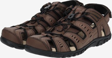 GEOX Sandalen in Bruin