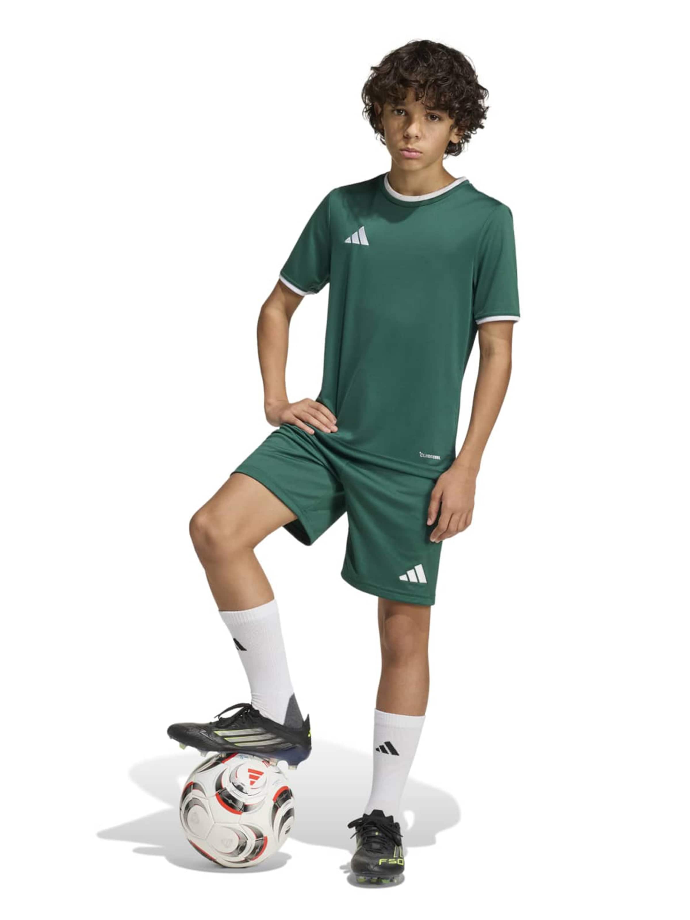 Regular Pantalon de sport 'ENT26' ADIDAS PERFORMANCE en vert