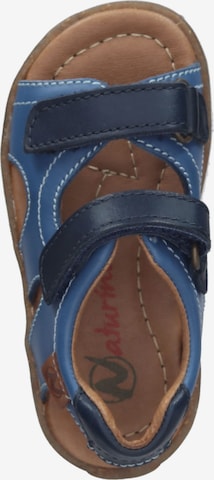 NATURINO Sandals & Slippers in Blue