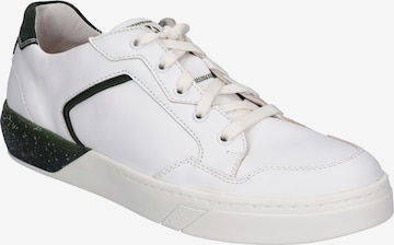 JOSEF SEIBEL Lace-Up Shoes 'FRED' in White