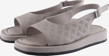 D.MoRo Shoes Sandals 'Shutomis' in Grey: front