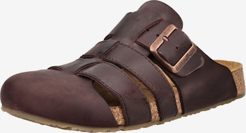 HAFLINGER Mule in Brown: front