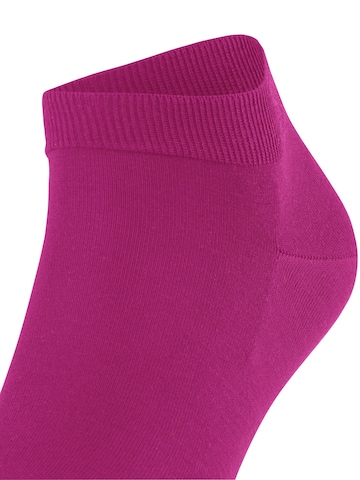 FALKE Socks 'ClimaWool' in Purple