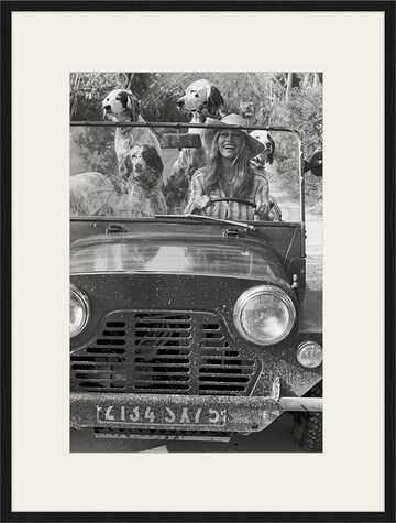 Liv Corday Bild 'Brigitte Bardot with Dogs' in Grau: predná strana