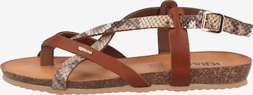 IGI&CO T-Bar Sandals in Brown