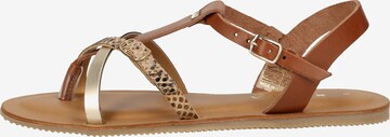 SCAPA T-Bar Sandals in Brown