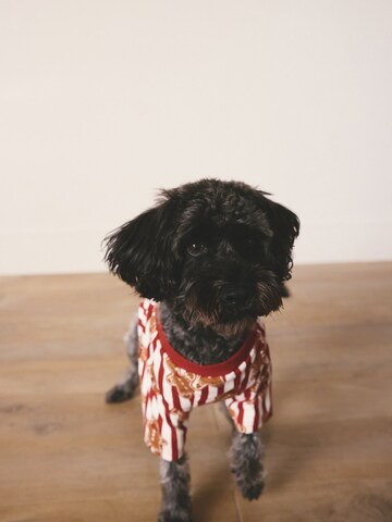 Next Аксессуары для домашних животных в Красный