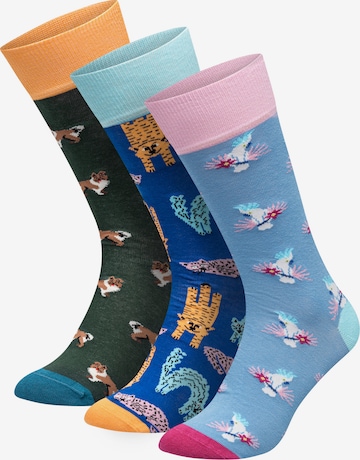 Chaussettes 'Pet Trio ' DillySocks en bleu : devant