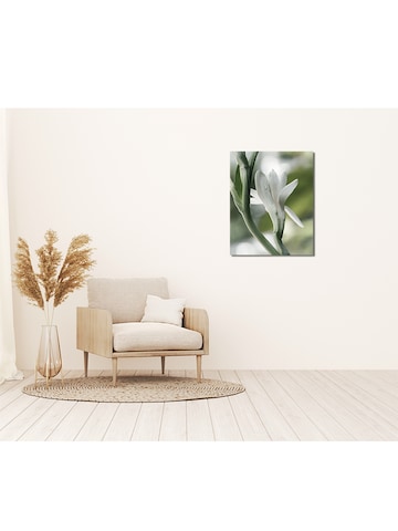 Liv Corday Image 'Polianthes Tuberosa' in White