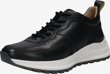 Baskets basses SALAMANDER en noir : devant